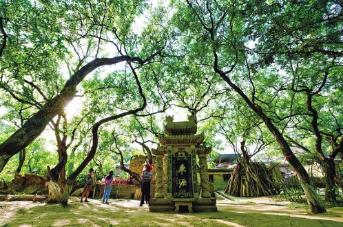 中國擁有十八項全球重要農(nóng)業(yè)文化遺產(chǎn) 佳縣古棗園系統(tǒng)榜上有名 